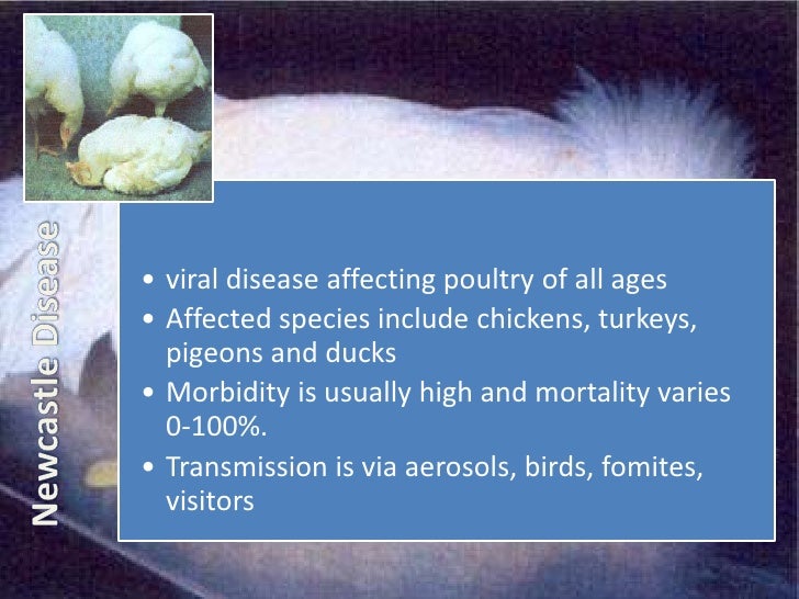 Poultry