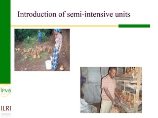 Poultry value chain development based on experiences of IPMS and partners