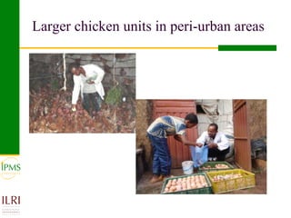 Poultry value chain development based on experiences of IPMS and partners