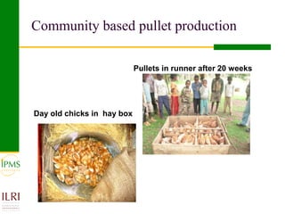 Poultry value chain development based on experiences of IPMS and partners
