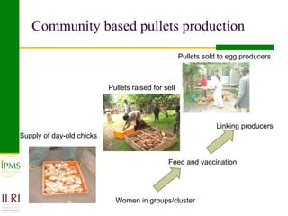 Poultry value chain development based on experiences of IPMS and partners