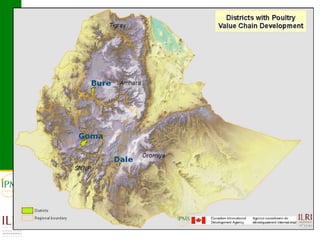 Poultry value chain development based on experiences of IPMS and partners