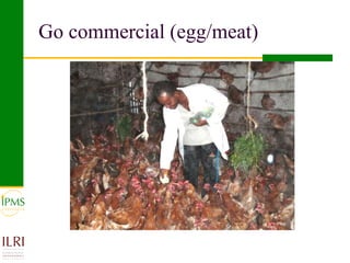 Poultry value chain development based on experiences of IPMS and partners