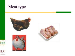 Poultry value chain development based on experiences of IPMS and partners