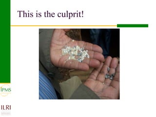 Poultry value chain development based on experiences of IPMS and partners