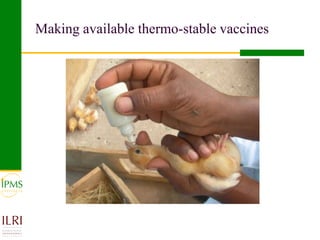 Poultry value chain development based on experiences of IPMS and partners