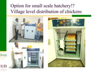 Poultry value chain development based on experiences of IPMS and partners