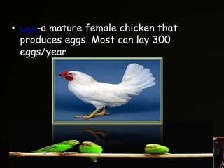 • Layer-a mature female chicken that
produces eggs. Most can lay 300
eggs/year