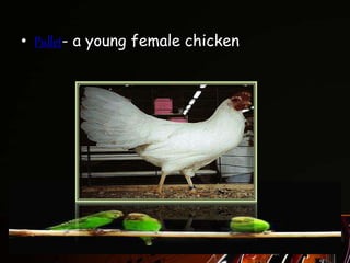 • Pullet- a young female chicken