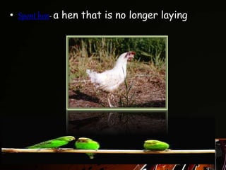 • Spent hen- a hen that is no longer laying