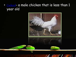 • Cockerel- a male chicken that is less than 1
year old