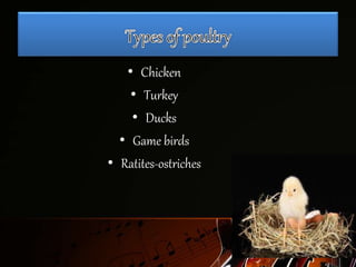 • Chicken
• Turkey
• Ducks
• Game birds
• Ratites-ostriches