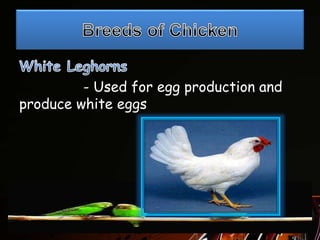 - Used for egg production and
produce white eggs
