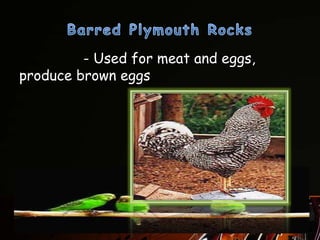 - Used for meat and eggs,
produce brown eggs