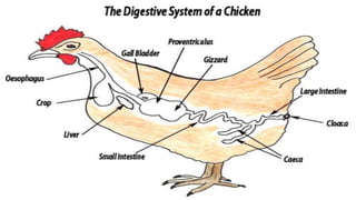 Digestion system of Poultry | PDF