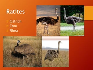 ◾ Ostrich
◾ Emu
◾ Rhea
Ratites
 
