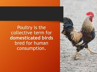 Poultry.pptx