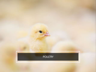 POULTRY
 