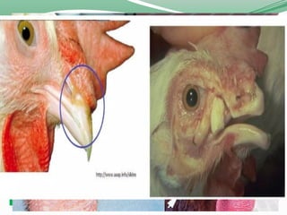 Comprehensive Overview of Common Poultry Diseases: Viral and Bacterial ...