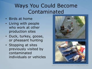 Ways You Could Become
Contaminated
• Birds at home
• Living with people
who work at other
production sites
• Duck, turkey, goose,
or pheasant hunting
• Stopping at sites
previously visited by
contaminated
individuals or vehicles
Center for Food Security and Public Health, Iowa State University, 2018
Renee Viehmann, licensed under Creative Commons
Danelle Bickett-Weddle, ISU
 
