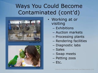 Ways You Could Become
Contaminated (cont’d)
• Working at or
visiting
– Exhibitions
– Auction markets
– Processing plants
– Rendering facilities
– Diagnostic labs
– Sales
– Swap meets
– Petting zoos
– Etc.
Center for Food Security and Public Health, Iowa State University, 2018
iStock
Pam Zaabel, ISU
 