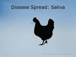 Disease Spread: Saliva
Center for Food Security and Public Health, Iowa State University, 2018
 