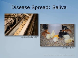 Disease Spread: Saliva
Center for Food Security and Public Health, Iowa State University, 2018
Andrew Kingsbury, ISU
Pam Zaabel, ISU
 