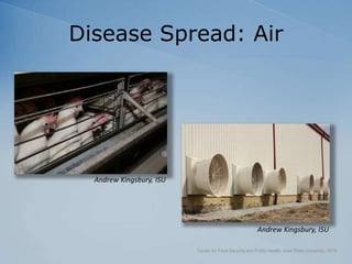 Disease Spread: Air
Center for Food Security and Public Health, Iowa State University, 2018
Andrew Kingsbury, ISU
Andrew Kingsbury, ISU
 