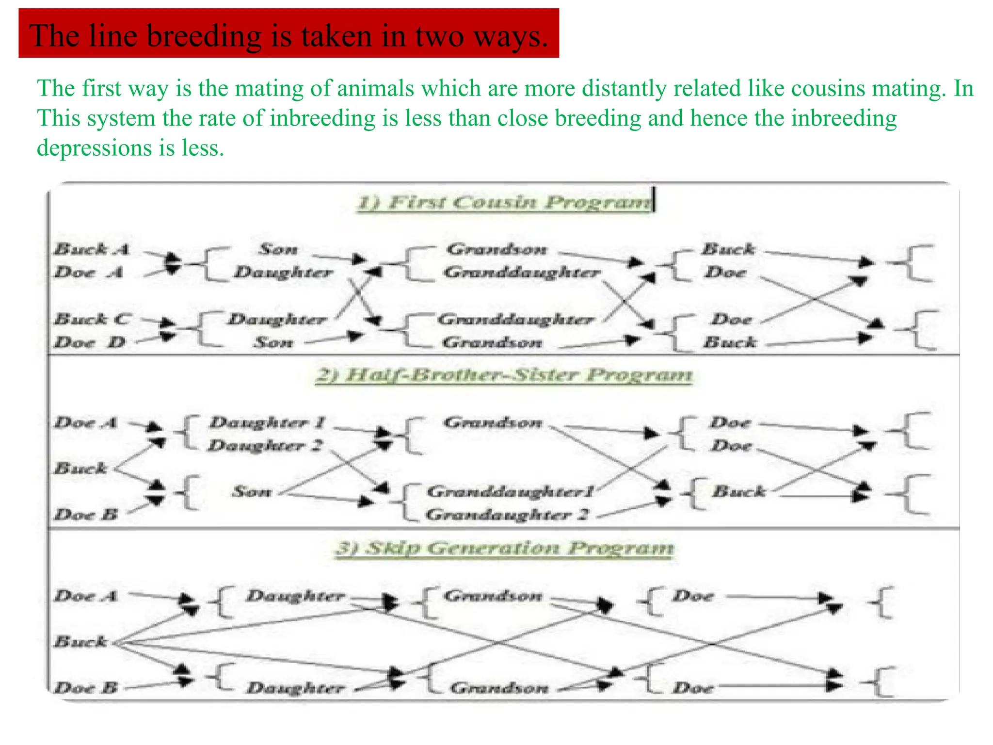 Poultry-Breeding-Final AGRICULTURE PRESENTATION | PPTX