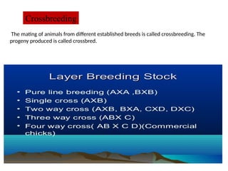 Poultry-Breeding-Final AGRICULTURE PRESENTATION | PPTX