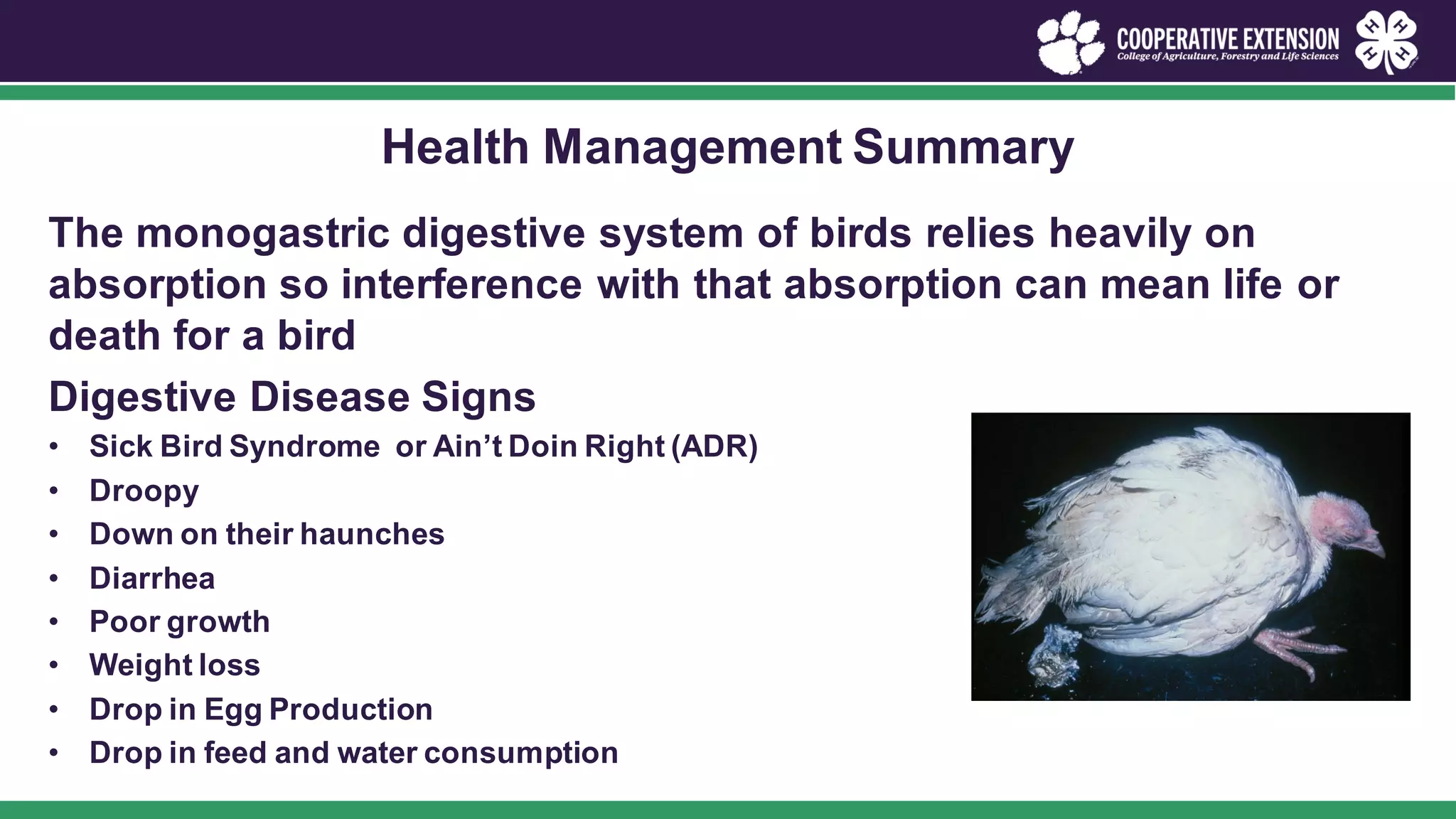 Image showcasing poultry-health-management.pdf