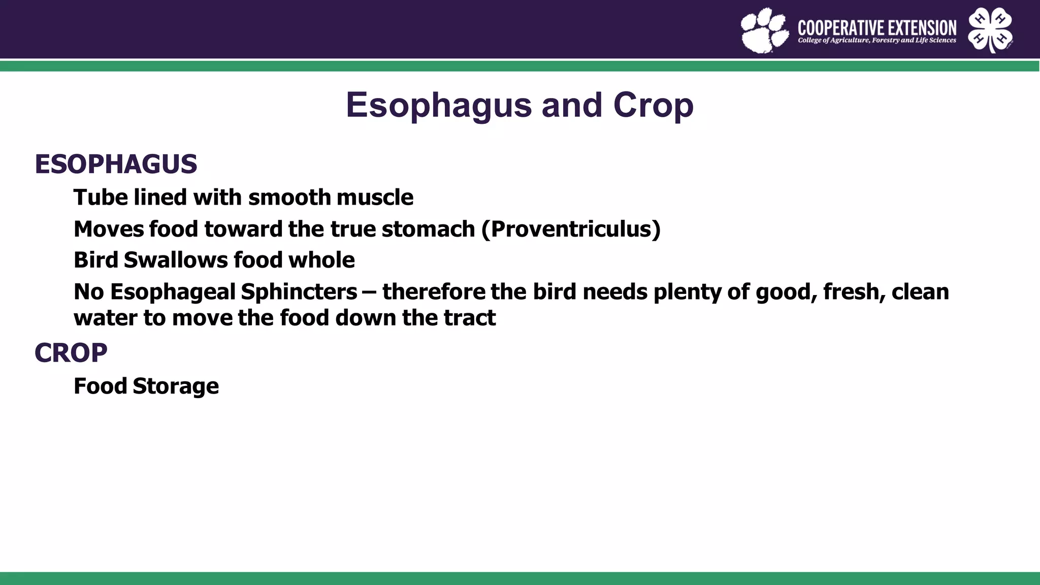 Image showcasing poultry-health-management.pdf
