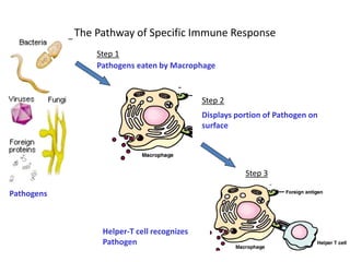 Poultry immune response | PPTX