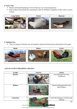 4. Fancy Class
 Breeds with beautiful plumage or form of having a rare unusual appearance.
 Most of them raised chiefly has ornamentals or pets by Hobbyists, regardless of their value as source
of food.
Long-Tailed Frizzle Bantams
5. Fighting Class
 These are groups of chickens now developed by national and international aficionados in this game.
Ruble Hulsey Claret
LIST OF NATIVE PHILIPPINE CHICKEN
NAME IMAGE NOTE
Banaba

From Batangas Province,
Calabarzon
Bolinao Found in Pangasinan Province,
Ilocos Region
Camarines From Bicol Region. Used for cock
Fighting
11
Downloaded by Fredzkie Vargas Channel (vargasfred86@gmail.com)
lOMoARcPSD|16678982
 