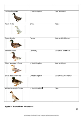 Orpington Ducks United Kingdom Eggs and Meat
Pekin ducks China Meat
Rouen Ducks France Meat and Exhibition
Saxony Ducks Germany Exhibition and Meat
Silver appleyard Duck United Kingdom Meat and Eggs
Silver Bantam Ducks United Kingdom Exhibition/Ornamental
Welsh Harlequin Ducks United Kingdom Eggs
Types of ducks in the Philippines
16
Downloaded by Fredzkie Vargas Channel (vargasfred86@gmail.com)
lOMoARcPSD|16678982
 