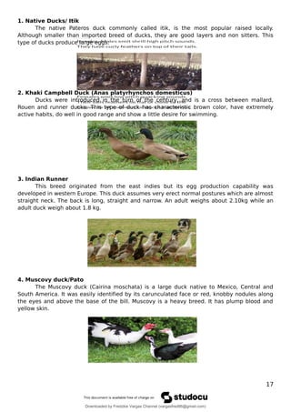 1. Native Ducks/ Itik
The native Pateros duck commonly called itik, is the most popular raised locally.
Although smaller than imported breed of ducks, they are good layers and non sitters. This
type of ducks produce large eggs.
2. Khaki Campbell Duck (Anas platyrhynchos domesticus)
Ducks were introduced in the turn of the century, and is a cross between mallard,
Rouen and runner ducks. This type of duck has characteristic brown color, have extremely
active habits, do well in good range and show a little desire for swimming.
3. Indian Runner
This breed originated from the east indies but its egg production capability was
developed in western Europe. This duck assumes very erect normal postures which are almost
straight neck. The back is long, straight and narrow. An adult weighs about 2.10kg while an
adult duck weigh about 1.8 kg.
4. Muscovy duck/Pato
The Muscovy duck (Cairina moschata) is a large duck native to Mexico, Central and
South America. It was easily identified by its carunculated face or red, knobby nodules along
the eyes and above the base of the bill. Muscovy is a heavy breed. It has plump blood and
yellow skin.
17
Downloaded by Fredzkie Vargas Channel (vargasfred86@gmail.com)
lOMoARcPSD|16678982
 