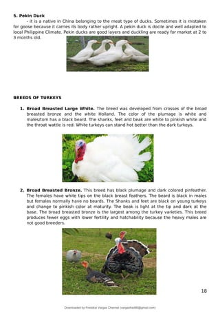 5. Pekin Duck
- it is a native in China belonging to the meat type of ducks. Sometimes it is mistaken
for goose because it carries its body rather upright. A pekin duck is docile and well adapted to
local Philippine Climate. Pekin ducks are good layers and duckling are ready for market at 2 to
3 months old.
BREEDS OF TURKEYS
1. Broad Breasted Large White. The breed was developed from crosses of the broad
breasted bronze and the white Holland. The color of the plumage is white and
males/tom has a black beard. The shanks, feet and beak are white to pinkish white and
the throat wattle is red. White turkeys can stand hot better than the dark turkeys.
2. Broad Breasted Bronze. This breed has black plumage and dark colored pinfeather.
The females have white tips on the black breast feathers. The beard is black in males
but females normally have no beards. The Shanks and feet are black on young turkeys
and change to pinkish color at maturity. The beak is light at the tip and dark at the
base. The broad breasted bronze is the largest among the turkey varieties. This breed
produces fewer eggs with lower fertility and hatchability because the heavy males are
not good breeders.
18
Downloaded by Fredzkie Vargas Channel (vargasfred86@gmail.com)
lOMoARcPSD|16678982
 