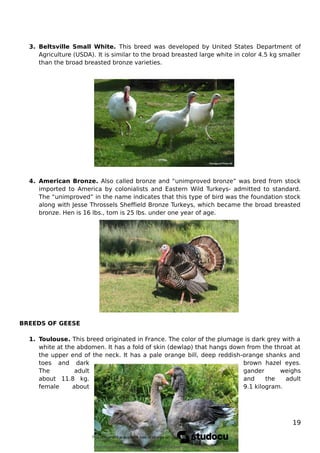 3. Beltsville Small White. This breed was developed by United States Department of
Agriculture (USDA). It is similar to the broad breasted large white in color 4.5 kg smaller
than the broad breasted bronze varieties.
4. American Bronze. Also called bronze and “unimproved bronze” was bred from stock
imported to America by colonialists and Eastern Wild Turkeys- admitted to standard.
The “unimproved” in the name indicates that this type of bird was the foundation stock
along with Jesse Throssels Sheffield Bronze Turkeys, which became the broad breasted
bronze. Hen is 16 lbs., tom is 25 lbs. under one year of age.
BREEDS OF GEESE
1. Toulouse. This breed originated in France. The color of the plumage is dark grey with a
white at the abdomen. It has a fold of skin (dewlap) that hangs down from the throat at
the upper end of the neck. It has a pale orange bill, deep reddish-orange shanks and
toes and dark brown hazel eyes.
The adult gander weighs
about 11.8 kg. and the adult
female about 9.1 kilogram.
19
Downloaded by Fredzkie Vargas Channel (vargasfred86@gmail.com)
lOMoARcPSD|16678982
 