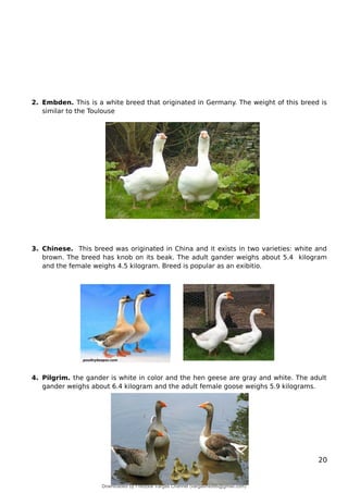 2. Embden. This is a white breed that originated in Germany. The weight of this breed is
similar to the Toulouse
3. Chinese. This breed was originated in China and it exists in two varieties: white and
brown. The breed has knob on its beak. The adult gander weighs about 5.4 kilogram
and the female weighs 4.5 kilogram. Breed is popular as an exibitio.
4. Pilgrim. the gander is white in color and the hen geese are gray and white. The adult
gander weighs about 6.4 kilogram and the adult female goose weighs 5.9 kilograms.
20
Downloaded by Fredzkie Vargas Channel (vargasfred86@gmail.com)
lOMoARcPSD|16678982
 