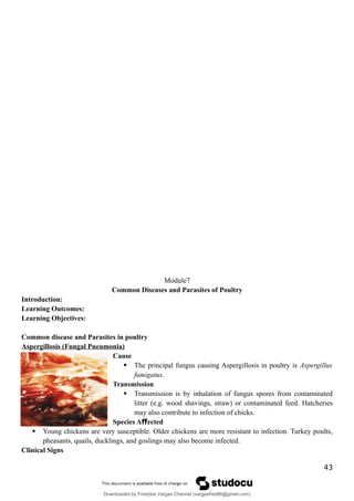 Module7
Common Diseases and Parasites of Poultry
Introduction:
Learning Outcomes:
Learning Objectives:
Common disease and Parasites in poultry
Aspergillosis (Fungal Pneumonia)
Cause
 The principal fungus causing Aspergillosis in poultry is Aspergillus
fumigatus.
Transmission
 Transmission is by inhalation of fungus spores from contaminated
litter (e.g. wood shavings, straw) or contaminated feed. Hatcheries
may also contribute to infection of chicks.
Species A ected
ﬀ
 Young chickens are very susceptible. Older chickens are more resistant to infection. Turkey poults,
pheasants, quails, ducklings, and goslings may also become infected.
Clinical Signs
43
Downloaded by Fredzkie Vargas Channel (vargasfred86@gmail.com)
lOMoARcPSD|16678982
 
