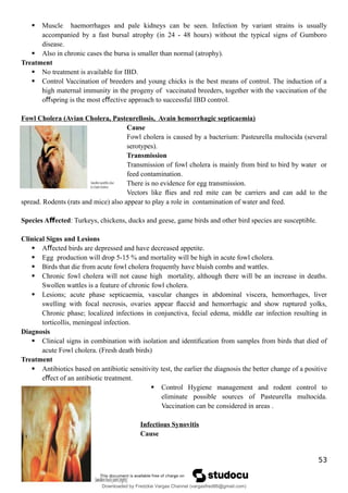  Muscle haemorrhages and pale kidneys can be seen. Infection by variant strains is usually
accompanied by a fast bursal atrophy (in 24 - 48 hours) without the typical signs of Gumboro
disease.
 Also in chronic cases the bursa is smaller than normal (atrophy).
Treatment
 No treatment is available for IBD.
 Control Vaccination of breeders and young chicks is the best means of control. The induction of a
high maternal immunity in the progeny of vaccinated breeders, together with the vaccination of the
o spring is the most e ective approach to successful IBD control.
ﬀ ﬀ
Fowl Cholera (Avian Cholera, Pasteurellosis, Avain hemorrhagic septicaemia)
Cause
Fowl cholera is caused by a bacterium: Pasteurella multocida (several
serotypes).
Transmission
Transmission of fowl cholera is mainly from bird to bird by water or
feed contamination.
There is no evidence for egg transmission.
Vectors like ﬂies and red mite can be carriers and can add to the
spread. Rodents (rats and mice) also appear to play a role in contamination of water and feed.
Species A ected
ﬀ : Turkeys, chickens, ducks and geese, game birds and other bird species are susceptible.
Clinical Signs and Lesions
 A ected birds are depressed and have decreased appetite.
ﬀ
 Egg production will drop 5-15 % and mortality will be high in acute fowl cholera.
 Birds that die from acute fowl cholera frequently have bluish combs and wattles.
 Chronic fowl cholera will not cause high mortality, although there will be an increase in deaths.
Swollen wattles is a feature of chronic fowl cholera.
 Lesions; acute phase septicaemia, vascular changes in abdominal viscera, hemorrhages, liver
swelling with focal necrosis, ovaries appear ﬂaccid and hemorrhagic and show ruptured yolks,
Chronic phase; localized infections in conjunctiva, fecial edema, middle ear infection resulting in
torticollis, meningeal infection.
Diagnosis
 Clinical signs in combination with isolation and identiﬁcation from samples from birds that died of
acute Fowl cholera. (Fresh death birds)
Treatment
 Antibiotics based on antibiotic sensitivity test, the earlier the diagnosis the better change of a positive
e ect of an antibiotic treatment.
ﬀ
 Control Hygiene management and rodent control to
eliminate possible sources of Pasteurella multocida.
Vaccination can be considered in areas .
Infectious Synovitis
Cause
53
Downloaded by Fredzkie Vargas Channel (vargasfred86@gmail.com)
lOMoARcPSD|16678982
 