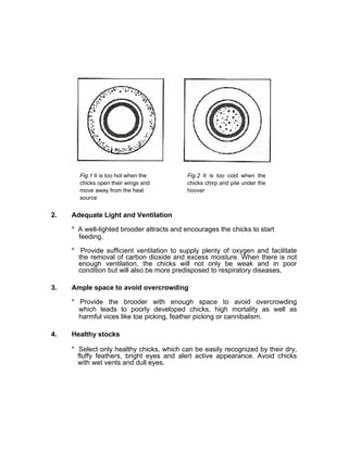 Fig.1 It is too hot when the
chicks open their wings and
move away from the heat
source
Fig.2 It is too cold when the
chicks chirp and pile under the
hoover
2. Adequate Light and Ventilation
* A well-lighted brooder attracts and encourages the chicks to start
feeding,
* Provide sufficient ventilation to supply plenty of oxygen and facilitate
the removal of carbon dioxide and excess moisture. When there is not
enough ventilation, the chicks will not only be weak and in poor
condition but will also be more predisposed to respiratory diseases,
3. Ample space to avoid overcrowding
* Provide the brooder with enough space to avoid overcrowding
which leads to poorly developed chicks, high mortality as well as
harmful vices like toe picking, feather picking or cannibalism.
4. Healthy stocks
* Select only healthy chicks, which can be easily recognized by their dry,
fluffy feathers, bright eyes and alert active appearance. Avoid chicks
with wet vents and dull eyes.
 
