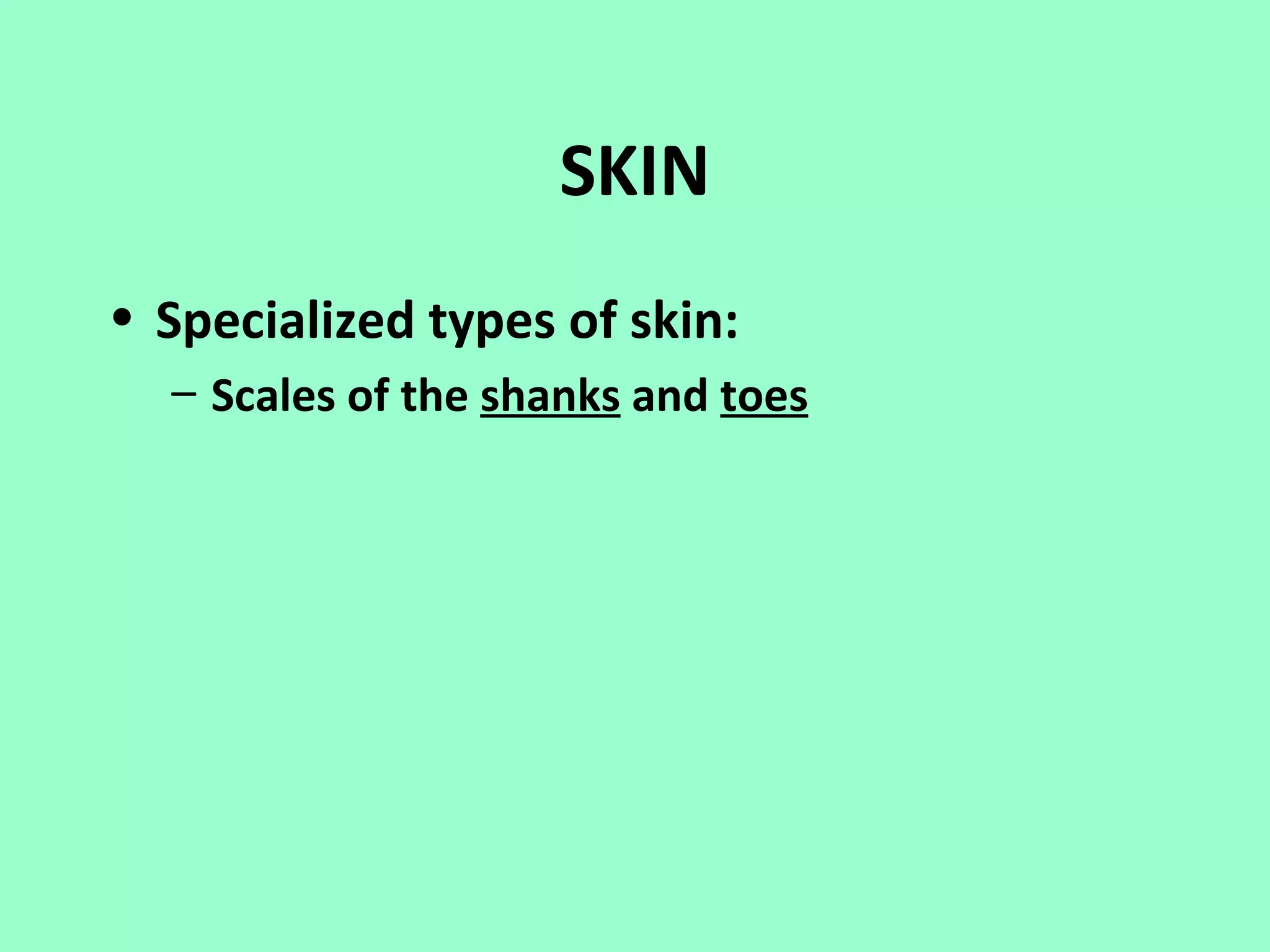SKIN
• Specialized types of skin:
  – Scales of the shanks and toes
 
