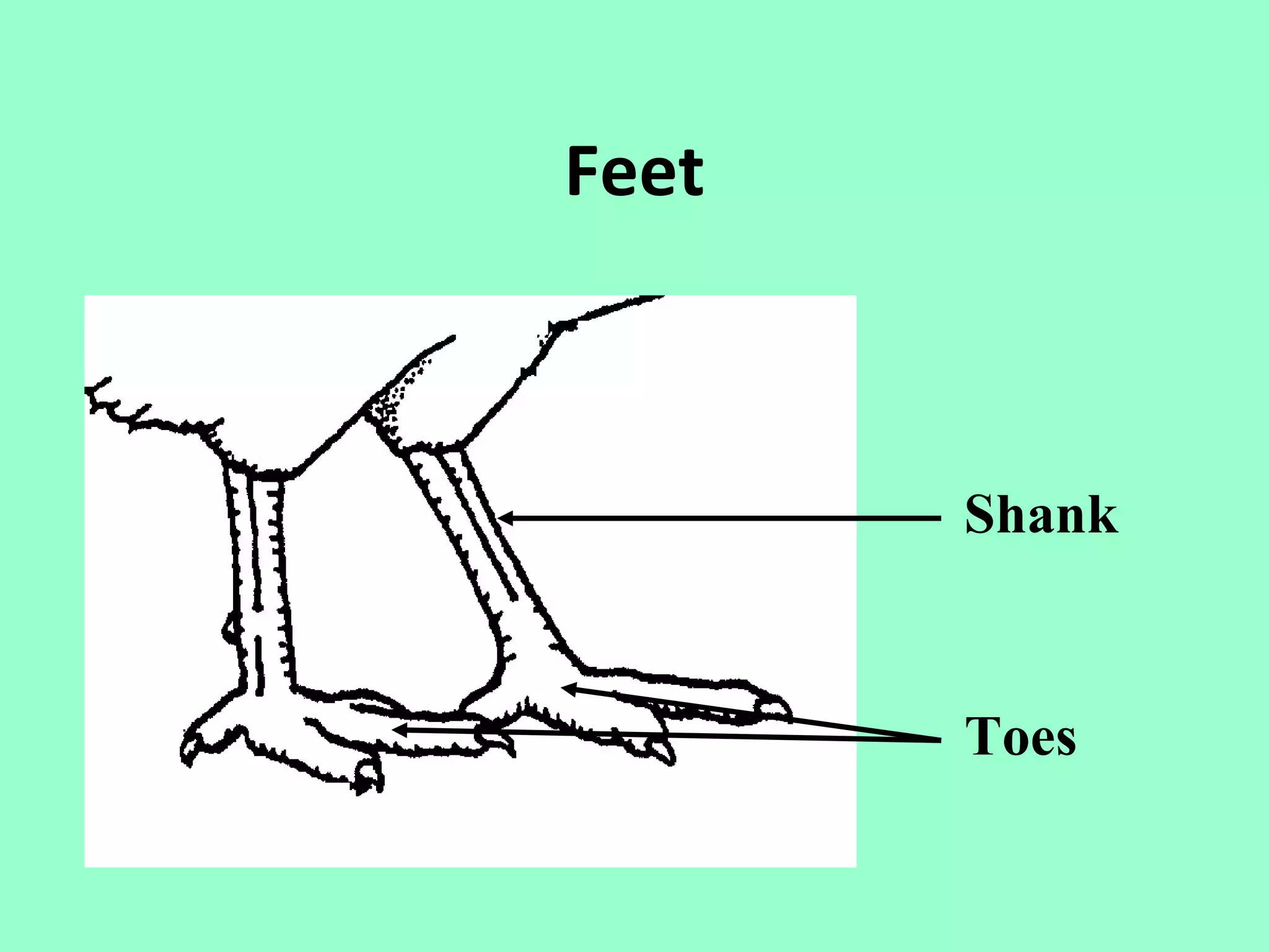 Feet



       Shank


       Toes
 