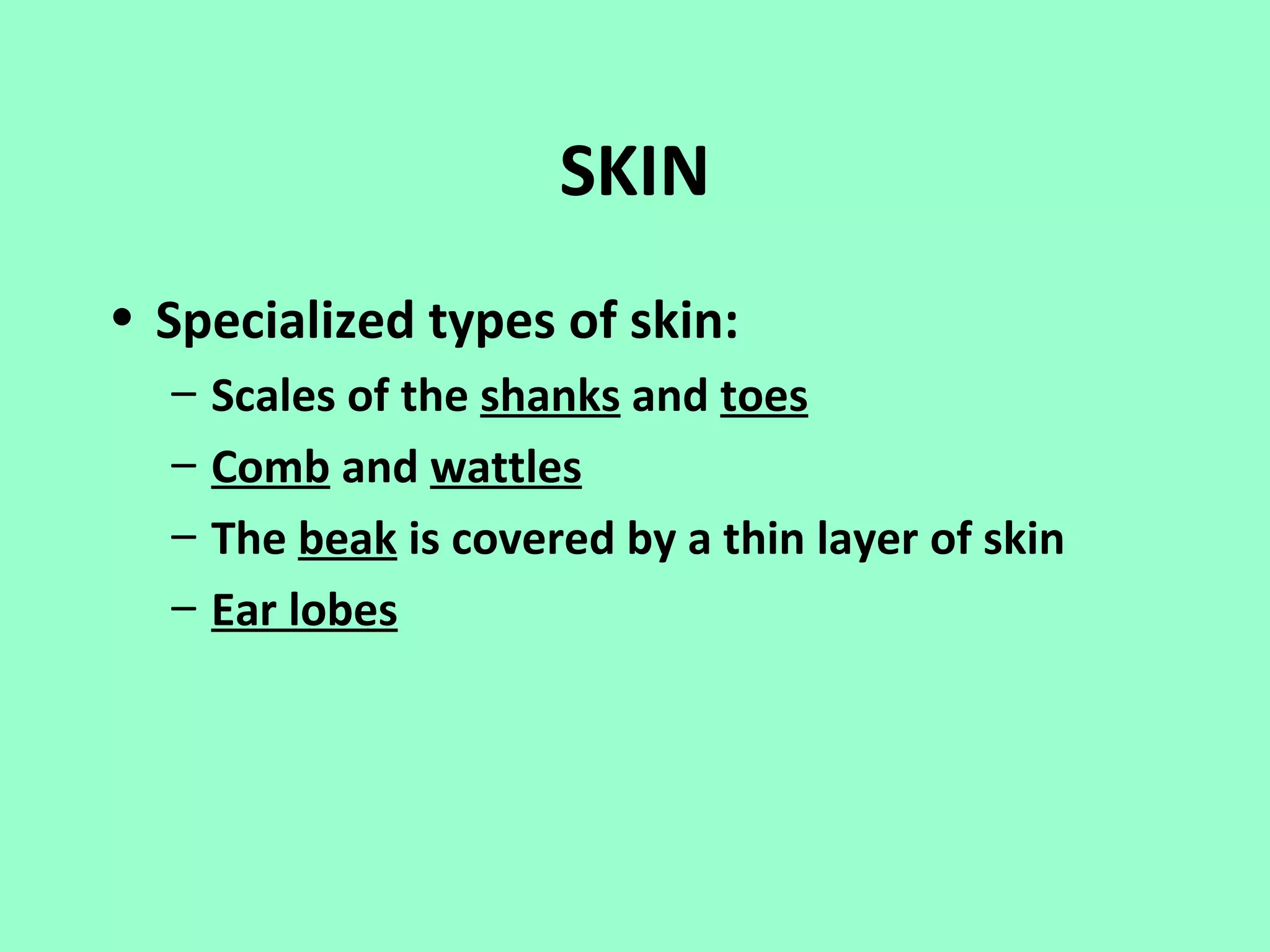 SKIN
• Specialized types of skin:
  –   Scales of the shanks and toes
  –   Comb and wattles
  –   The beak is covered by a thin layer of skin
  –   Ear lobes
 
