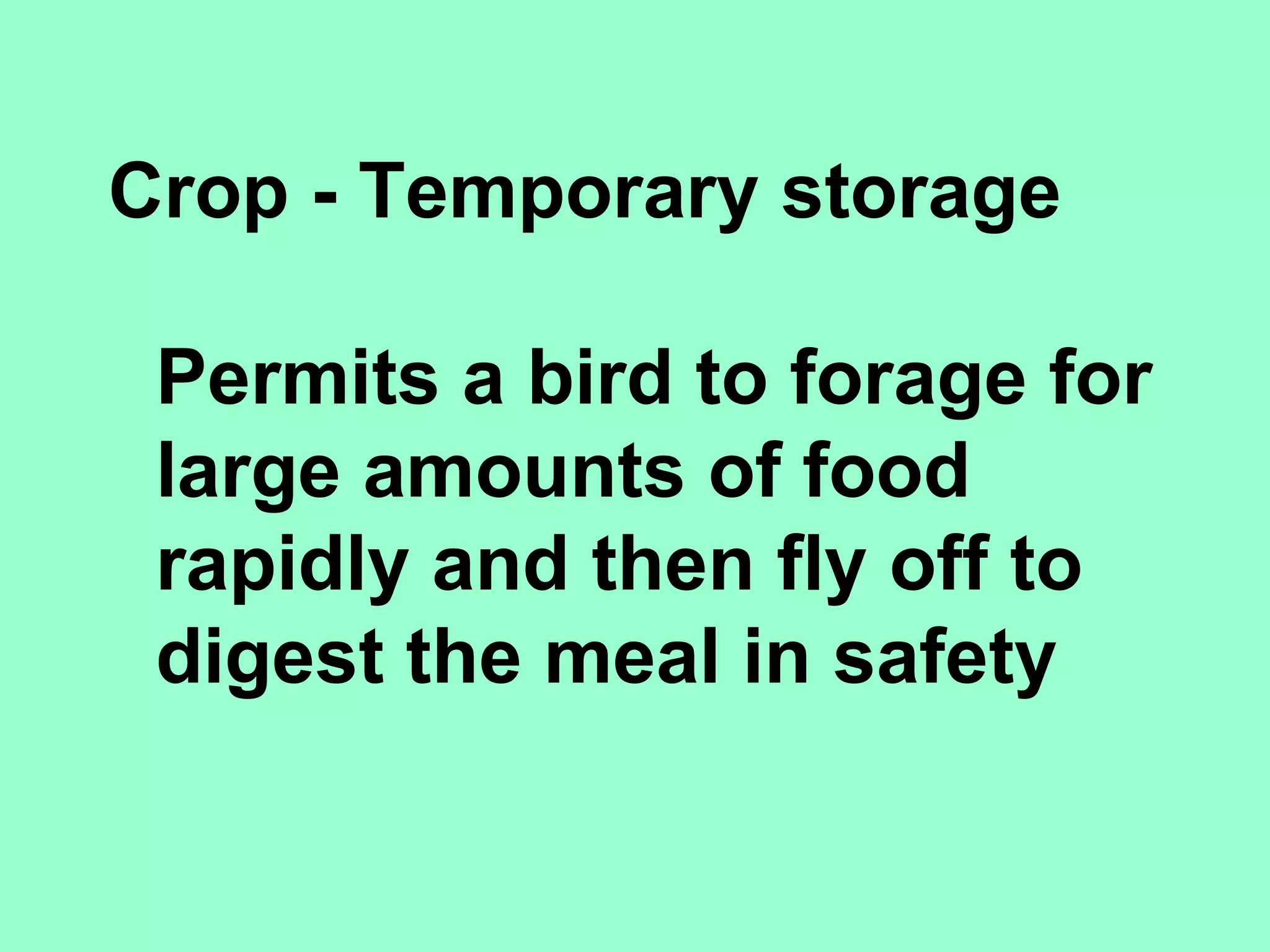 Crop - Temporary storage

 Permits a bird to forage for
 large amounts of food
 rapidly and then fly off to
 digest the meal in safety
 