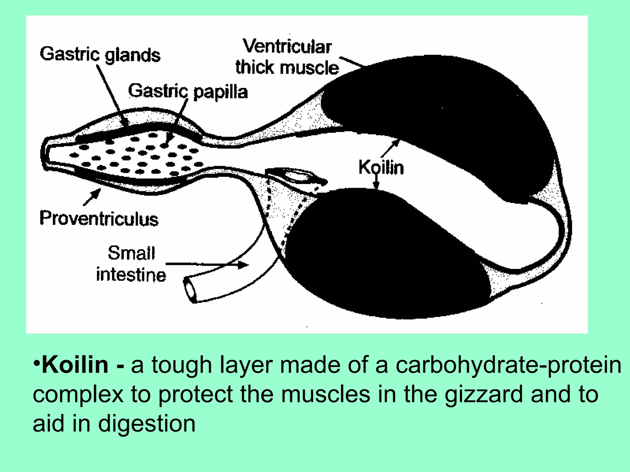 •Koilin - a tough layer made of a carbohydrate-protein
complex to protect the muscles in the gizzard and to
aid in digestion
 