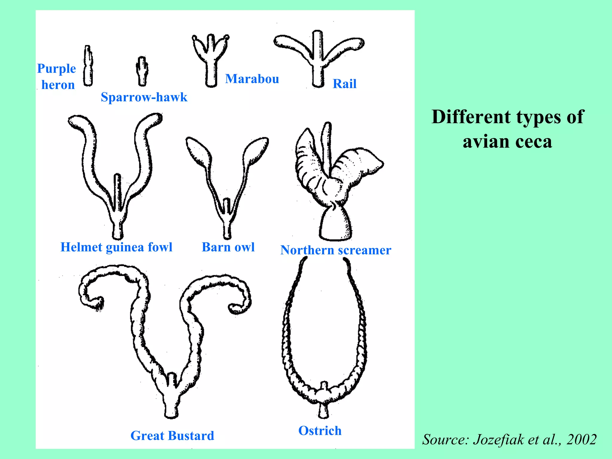 Purple
 heron                        Marabou          Rail
         Sparrow-hawk
                                                             Different types of
                                                                 avian ceca




   Helmet guinea fowl    Barn owl       Northern screamer




              Great Bustard               Ostrich
                                                            Source: Jozefiak et al., 2002
 