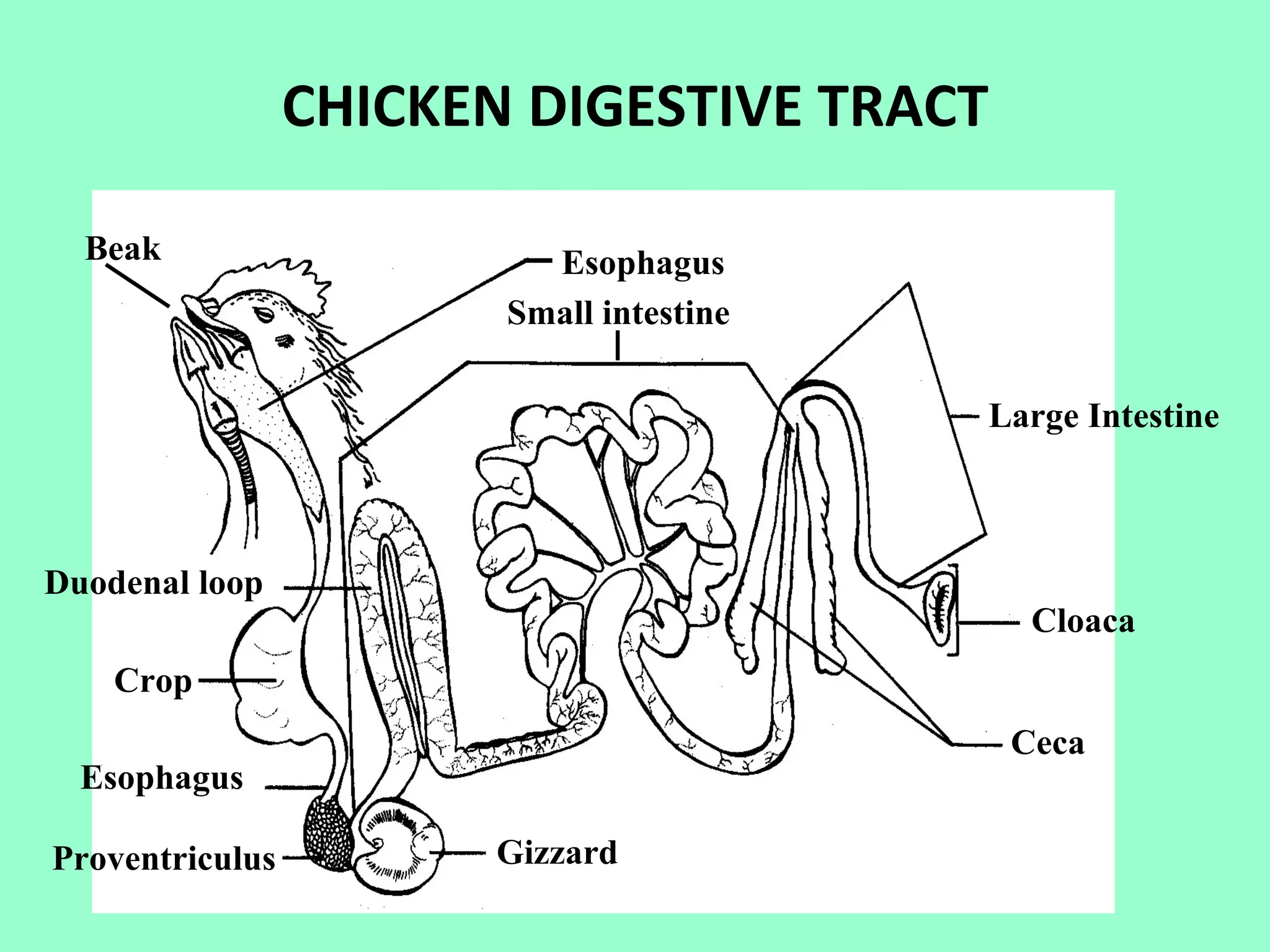CHICKEN DIGESTIVE TRACT

  Beak                    Esophagus
                        Small intestine

                                          Large Intestine



Duodenal loop
                                            Cloaca
    Crop
                                           Ceca
  Esophagus

Proventriculus         Gizzard
 