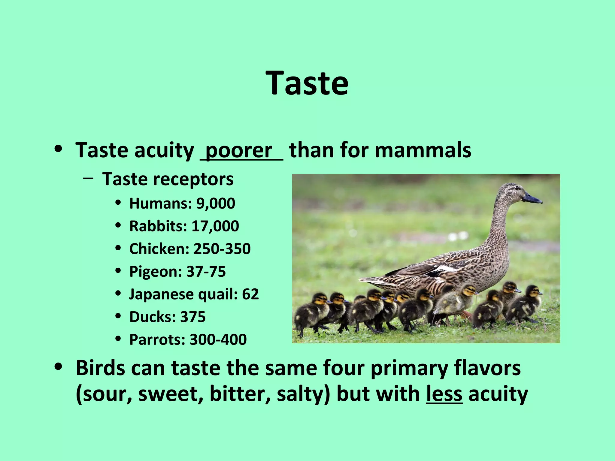 Taste
• Taste acuity poorer than for mammals
   – Taste receptors
      •   Humans: 9,000
      •   Rabbits: 17,000
      •   Chicken: 250-350
      •   Pigeon: 37-75
      •   Japanese quail: 62
      •   Ducks: 375
      •   Parrots: 300-400
• Birds can taste the same four primary flavors
  (sour, sweet, bitter, salty) but with less acuity
 